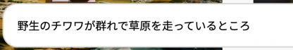 野生のチワワが群れで草原を走っているところ