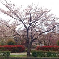 富田公民館近くの桜